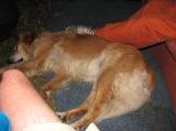 IMG_0381 * 2816 x 2112 * (1.65MB)