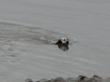 IMG_0487 * 1680 x 1264 * (180KB)